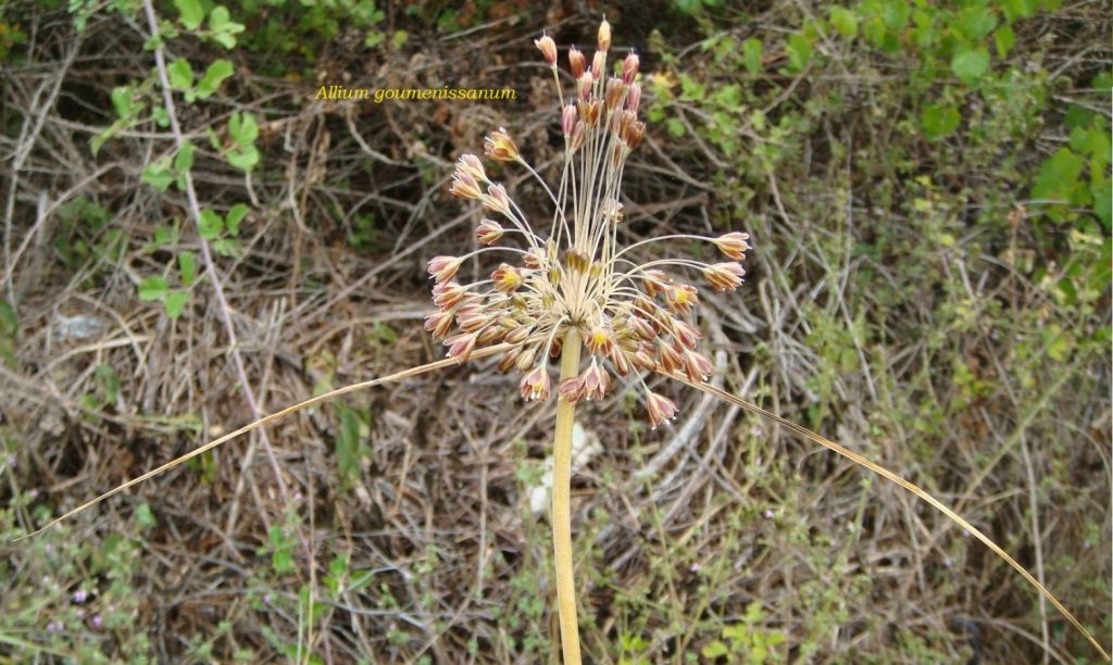 Νέο είδος φυτού ανακαλύφθηκε στο Κιλκίς 