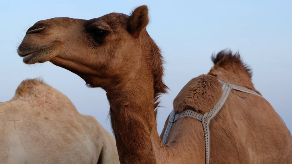 Μινεσότα: Καμήλα δάγκωσε υπάλληλο ζωολογικού κήπου και τον έσερνε 15 μέτρα από το κεφάλι