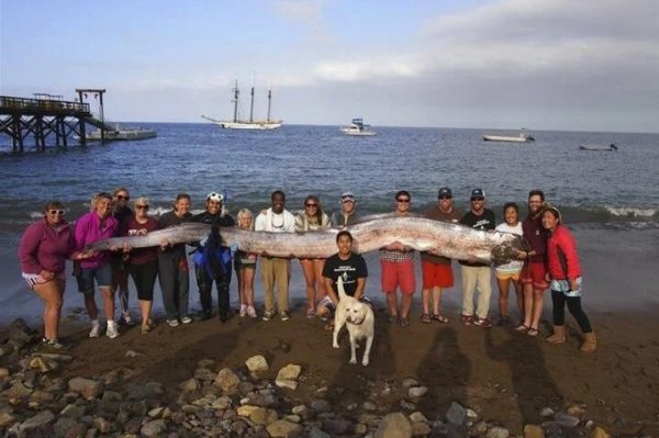 Χιλή: Αλιεύθηκε ψάρι-«κουπί» 5 μέτρων – Τι αναφέρει θρύλος για το συγκεκριμένο είδος (βίντεο)