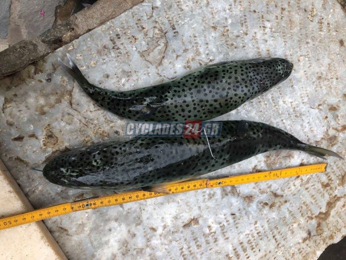 Ψαράδες ζητούν την επικήρυξη των λαγοκέφαλων στην Κάλυμνο