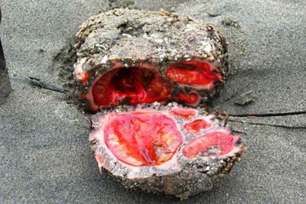 Pyura chilensis: Ένας παράξενος «ζωντανός» βράχος! (φωτο)