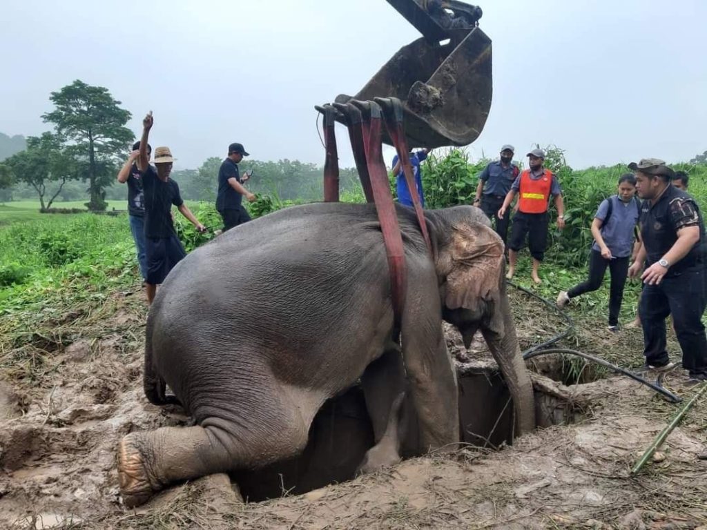 Ταϊλάνδη: Δραματική διάσωση ελεφαντίνας και του μικρού της (βίντεο)