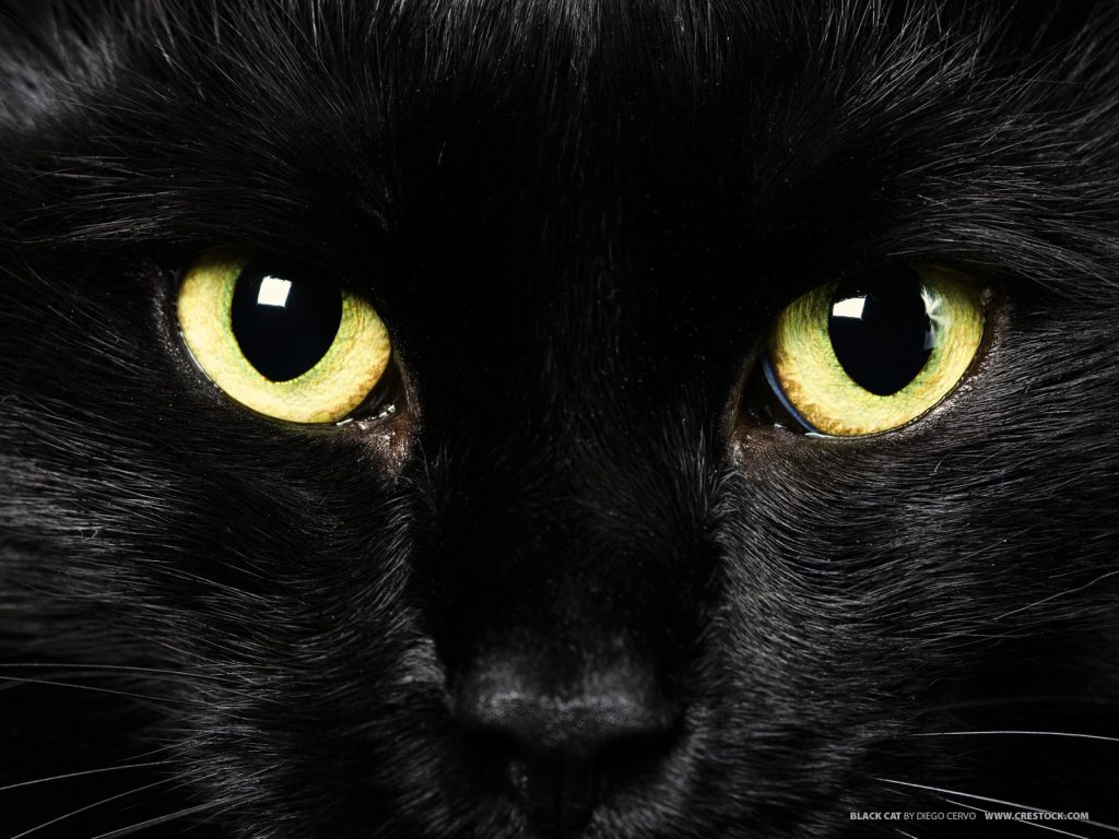 Μαύρη γάτα κυκλοφορούσε για 20 ημέρες στο αεροδρόμιο της Βοστώνης