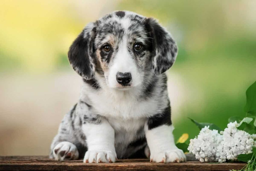 Καβάλα: Άγνωστος γέμισε με φόλες το χωριό Γεωργιανή – Πέθαναν επτά σκυλιά