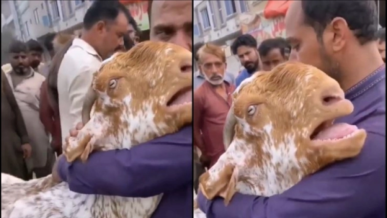 Σαουδική Αραβία: Viral η κατσίκα που κλαίει σαν μωρό επειδή αποχωρίζεται τον ιδιοκτήτη της (βίντεο)