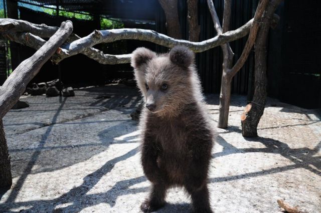 Φλώρινα: Viral έχει γίνει ο μικρός αρκούδος που διέσωσε η ομάδα του Αρκτούρου  (βίντεο)