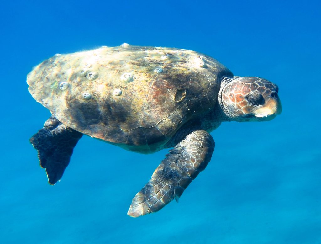 Ιαπωνία: Ξεβράστηκαν 30 θαλάσσιες χελώνες με σοβαρά τραύματα στους λαιμούς
