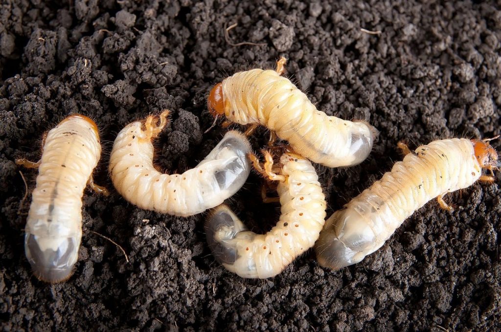 Έβρος: Το σκουλήκι «φονιάς» που σκοτώνει ολόκληρες καλλιέργειες