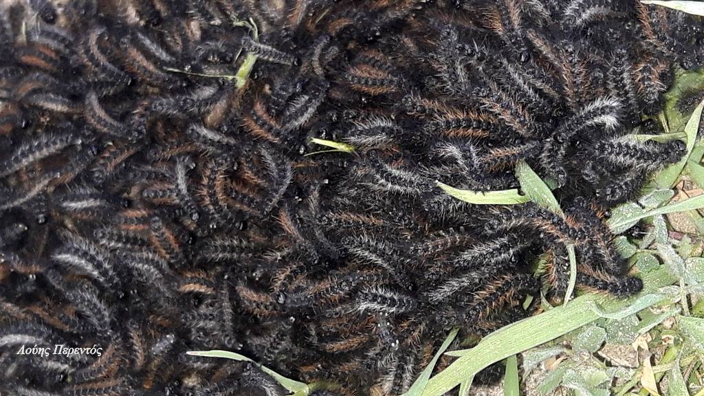 Μία από τις…πληγές του Φαραώ στον Έβρο: Εκατομμύρια μαύρες κάμπιες διαλύουν τις καλλιέργιες (βίντεο)