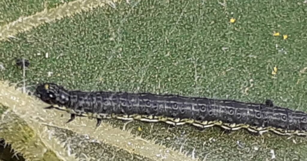 Τι άλλο θα μας βρει: Εκατομμύρια μαύρες κάμπιες διαλύουν καλλιέργειες στον Έβρο! (βίντεο)