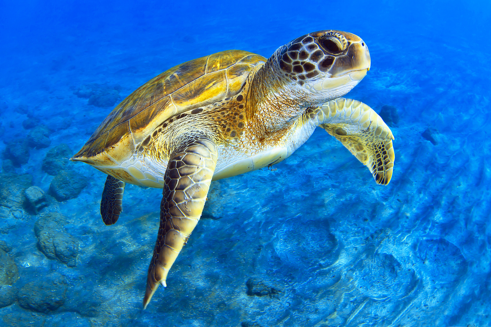 Ιαπωνία: Ψαράς μαχαίρωσε μέχρι θανάτου πάνω από 30 θαλάσσιες χελώνες