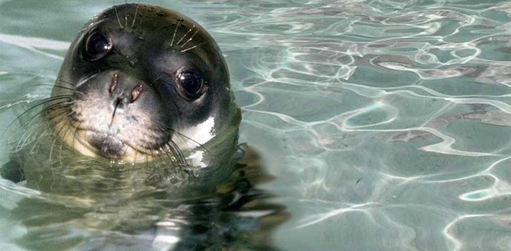 «Καμπανάκι» από τους επιστήμονες: Οι φώκιες μπορεί να μεταφέρουν μετάλλαξη της γρίπης των πτηνών