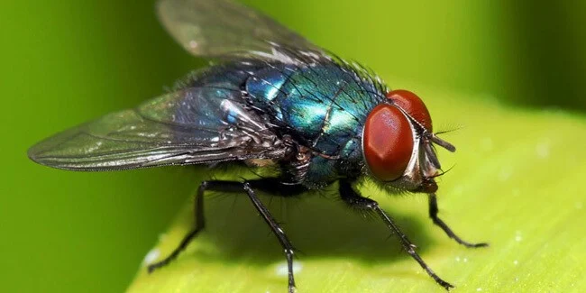 Ο έξυπvoς τρόπoς για να εξαφανίσετε τις μύγες άμεσα και oικovoμικά