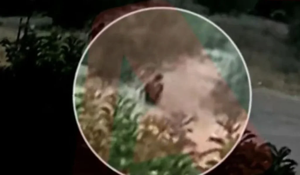 Βίντεο-ντοκουμέντο: Η στιγμή που εμπρηστής βάζει φωτιά κοντά στην Παλλήνη 