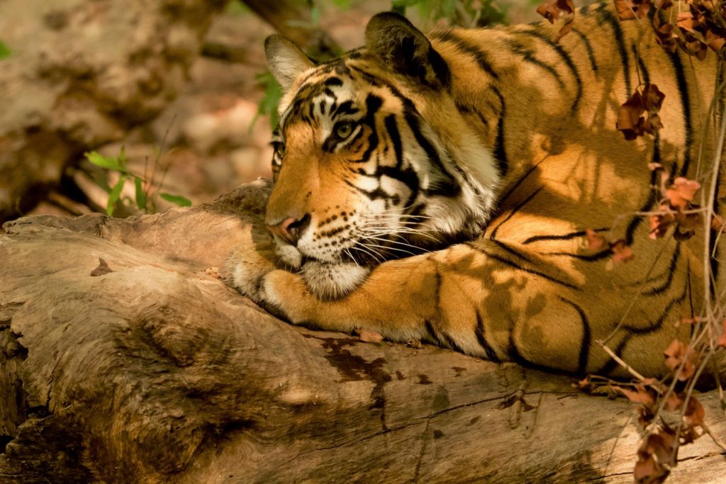 Υψηλότερος κατά 40% ο αριθμός των τίγρεων στην άγρια φύση