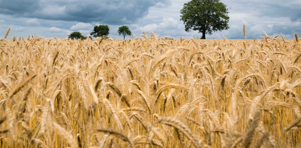 Η Μόσχα επιβεβαιώνει την έναρξη εξαγωγής σιτηρών από την Μαύρη Θάλασσα