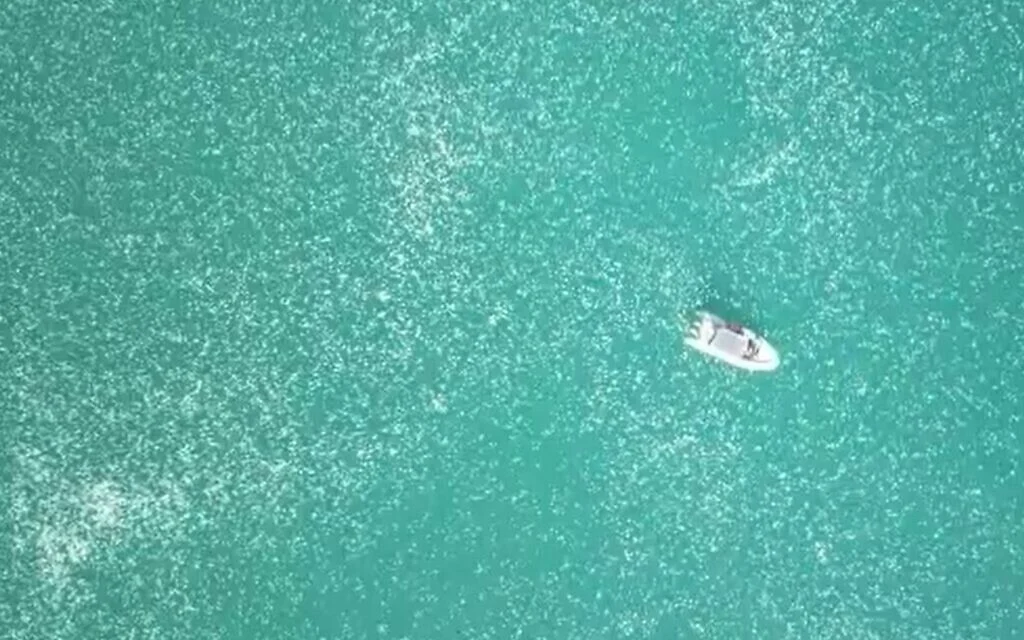 Κοπάδι από μέδουσες κατέκλυσε θάλασσα στην πόλη Χάιφα του Ισραήλ (βίντεο)