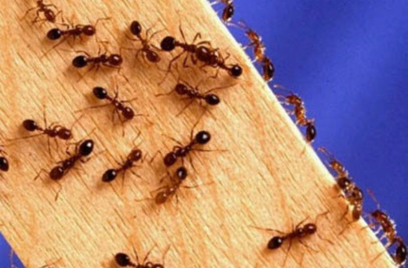 Μυρμήγκια στο σπίτι: Έξι φυσικές τεχνικές για να απαλλαγείτε οριστικά