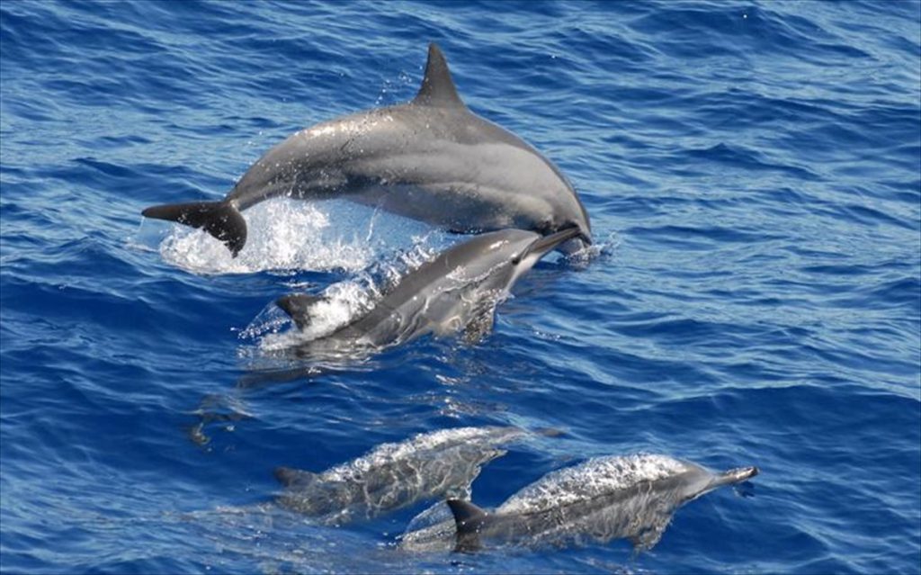 Μοναδικό θέαμα: Δελφίνια «χορεύουν» στη Μαραθόπολη Μεσσηνίας (βίντεο)