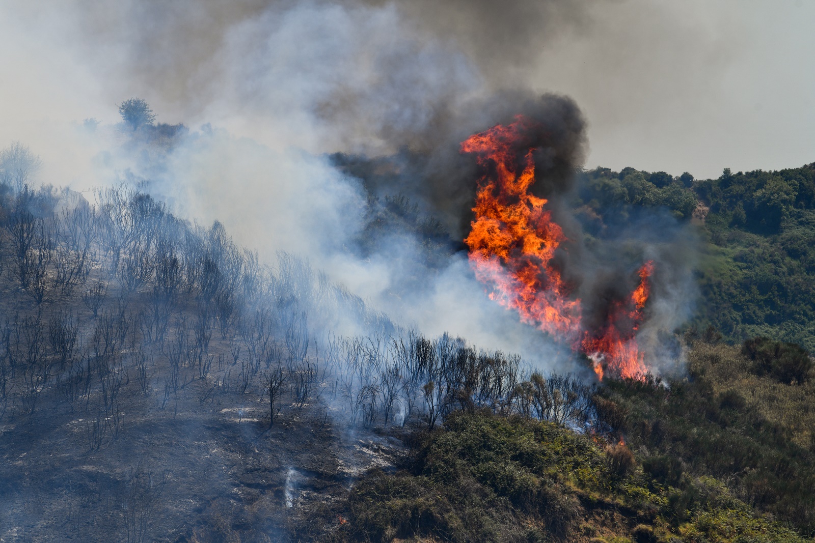 Διευθυντής Δασών και Δασικού Περιβάλλοντος ΥΠΕΝ για φωτιά στη Δαδιά: «Πολύ ιδιαίτερη και δύσκολη κατάσταση»