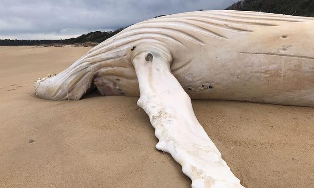 Εξαιρετικά σπάνια λευκή φάλαινα βρέθηκε νεκρή σε ακτή της Αυστραλίας