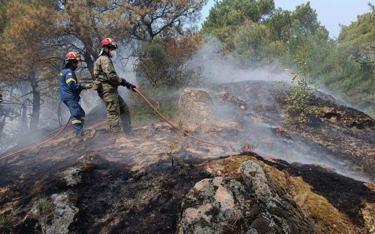 Δάσος Δαδιάς: «Στάχτη» το δάσος που αποτελεί καταφύγιο σπάνιων αρπακτικών πουλιών και άλλων ειδών