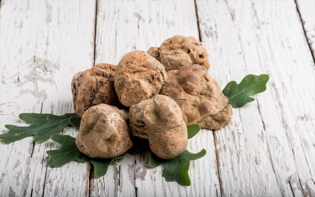 Γάλλοι επιστήμονες κατάφεραν να καλλιεργήσουν την πανάκριβη & σπάνια λευκή τρούφα