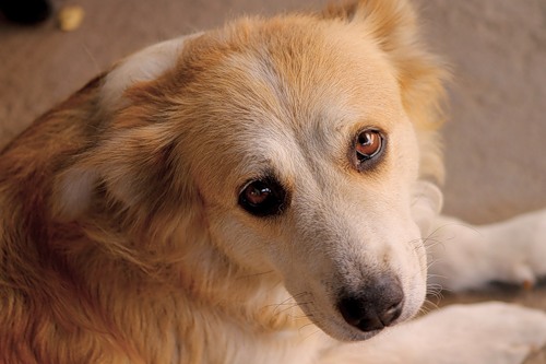 Σύρος: Δηλητηρίαση σκύλου – Σώθηκε τελευταία στιγμή!