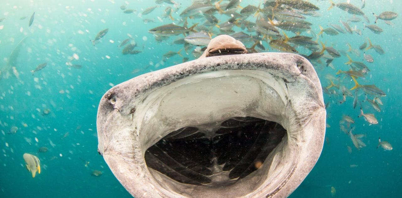 Απρόσμενη ανακάλυψη: Ο φαλαινοκαρχαρίας είναι τελικά το μεγαλύτερο παμφάγο ζώο του κόσμου