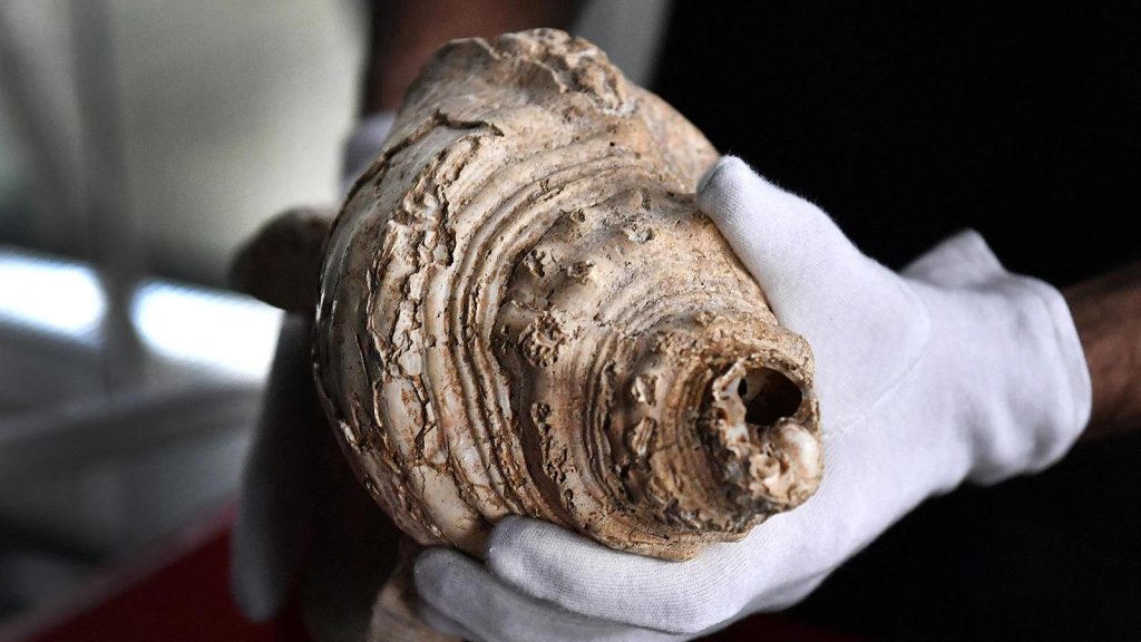 Θα σας κάνει να ανατριχιάσετε: Αρχαίο μουσικό κοχύλι ηχεί ξανά μετά από  18.000 χρόνια (βίντεο)