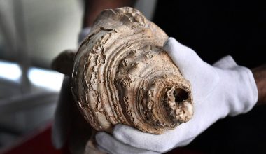 Θα σας κάνει να ανατριχιάσετε: Αρχαίο μουσικό κοχύλι ηχεί ξανά μετά από  18.000 χρόνια (βίντεο)