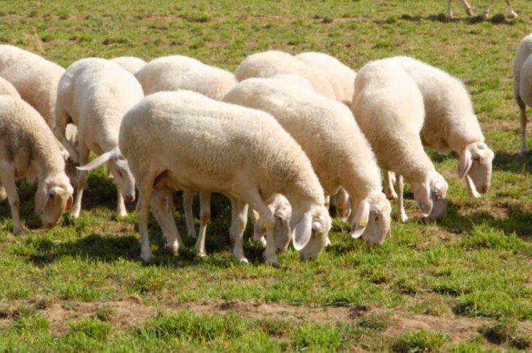 Χανιά: Συμβολική διαμαρτυρία για τα ανεπιτήρητα πρόβατα σε χωριό της Κισσάμου
