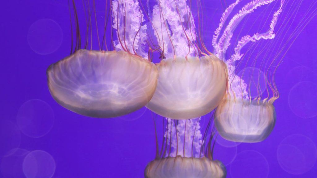 Δείτε σε ποιες ελληνικές παραλίες είναι αυξημένες οι μωβ μέδουσες