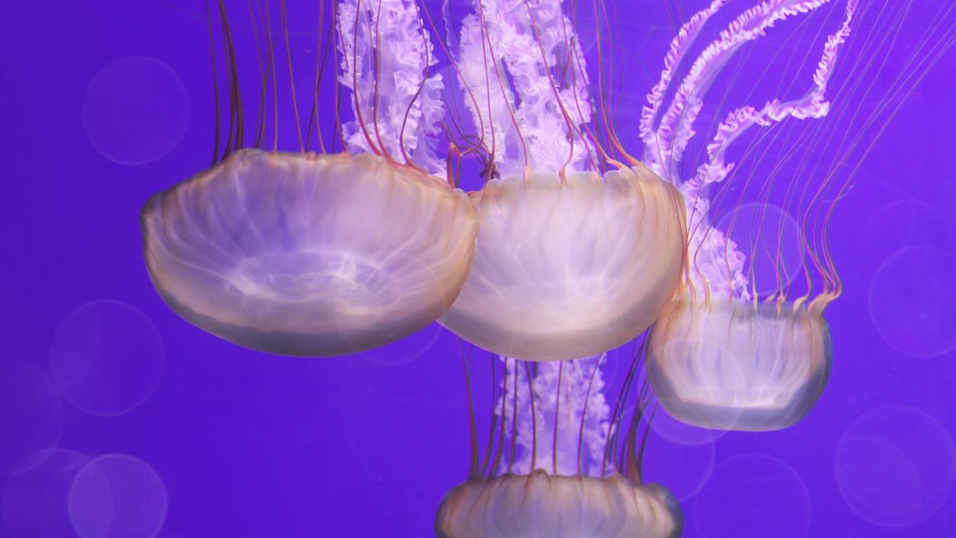 Δείτε σε ποιες ελληνικές παραλίες είναι αυξημένες οι μωβ μέδουσες