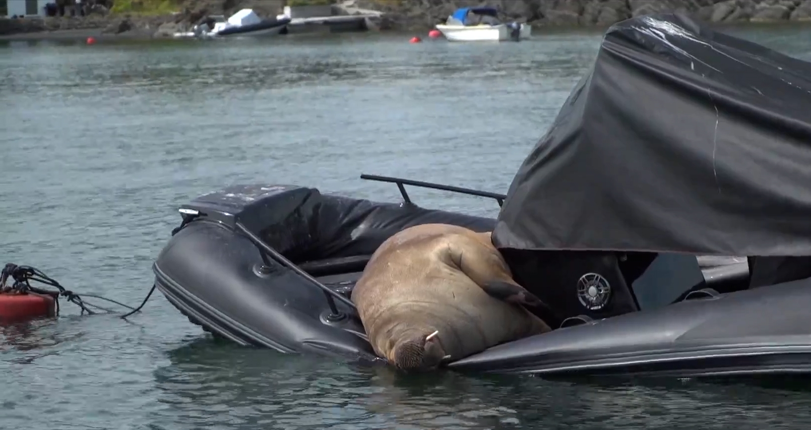 Νορβηγία: Θαλάσσιος ίππος 600 κιλών προκαλεί πανικό βυθίζοντας πλοία επειδή…αγχώνεται (βίντεο)