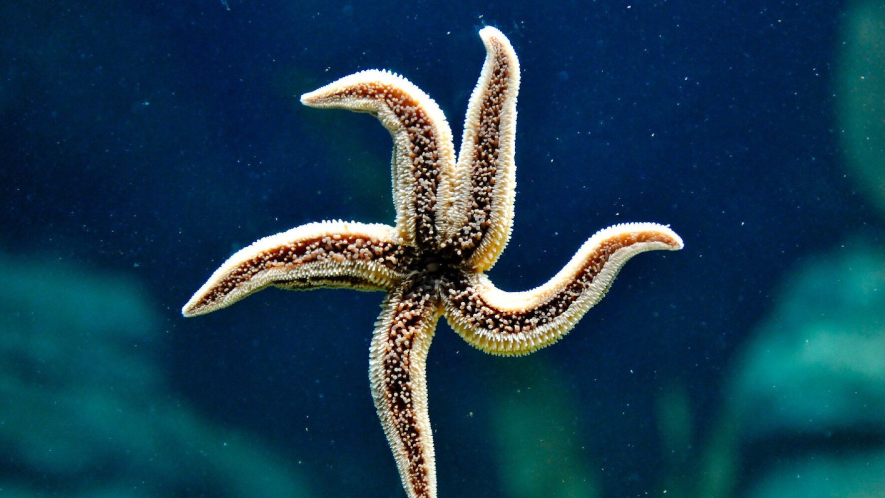 Νέα Ζηλανδία: Κάνουν μπάρμπεκιου τους… αστερίες – Η έκκληση των αρχών