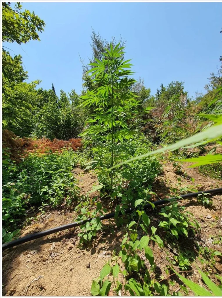 Φθιώτιδα: Xειροπέδες σε καλλιεργητές φυτείας με 467 δενδρύλλια κάνναβης