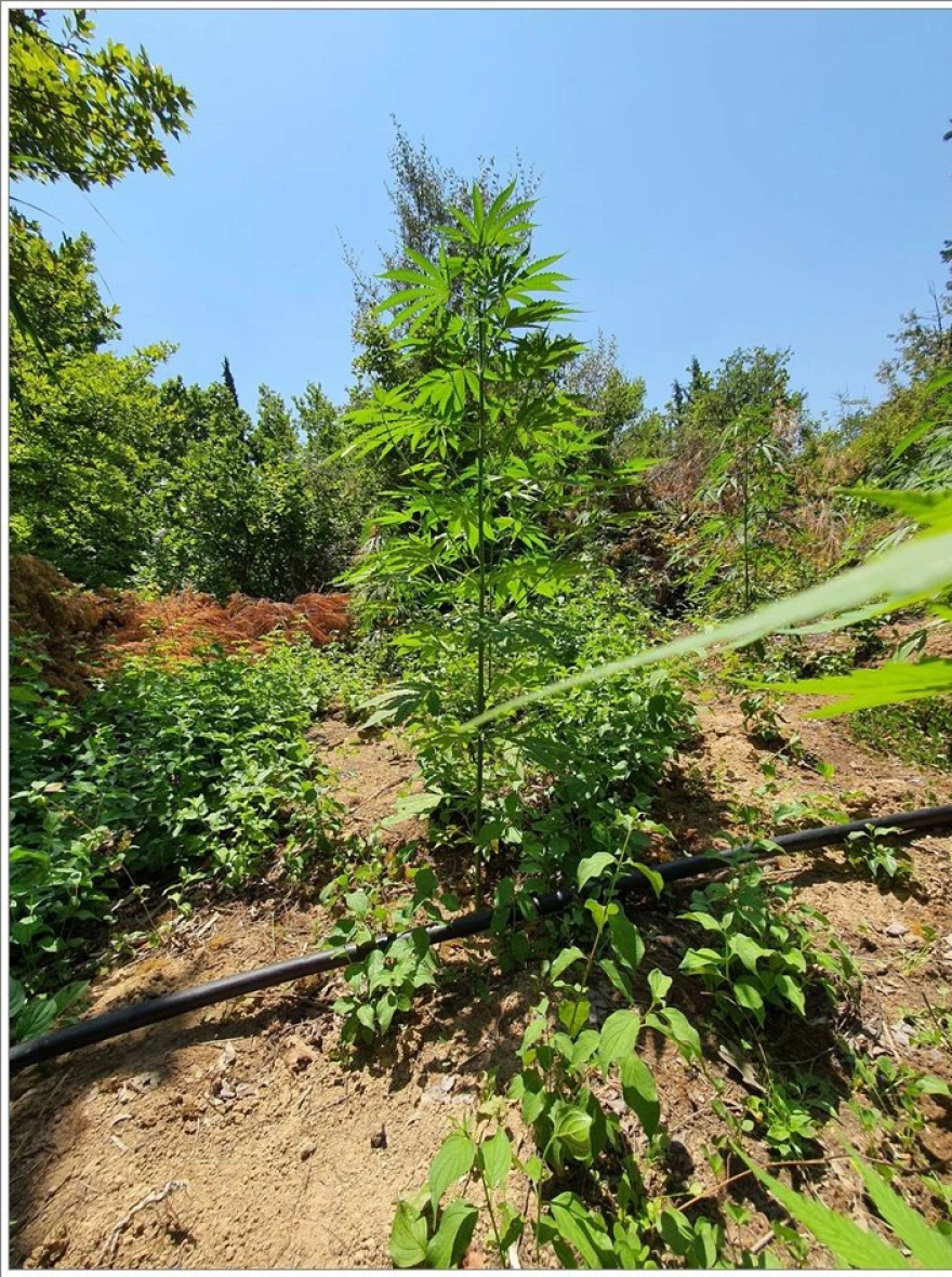 Φθιώτιδα: Xειροπέδες σε καλλιεργητές φυτείας με 467 δενδρύλλια κάνναβης