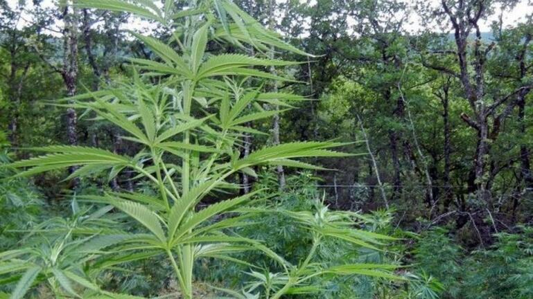 Μυλοπόταμος: Αστυνομικοί εντόπισαν δύο «ορφανές» καλλιέργειες κάνναβης