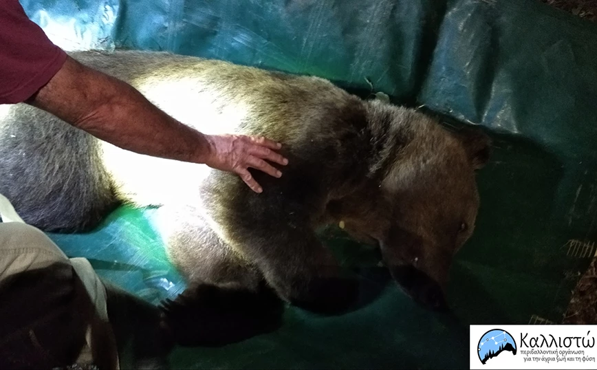 Επικίνδυνος επισκέπτης στη Καστοριά: Αρκούδα πλησίασε κατοικημένη περιοχή 