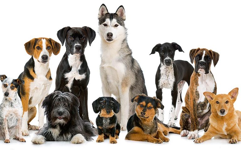 Νέα έρευνα δείχνει ότι τα σκυλιά «βλέπουν» και με τη μύτη