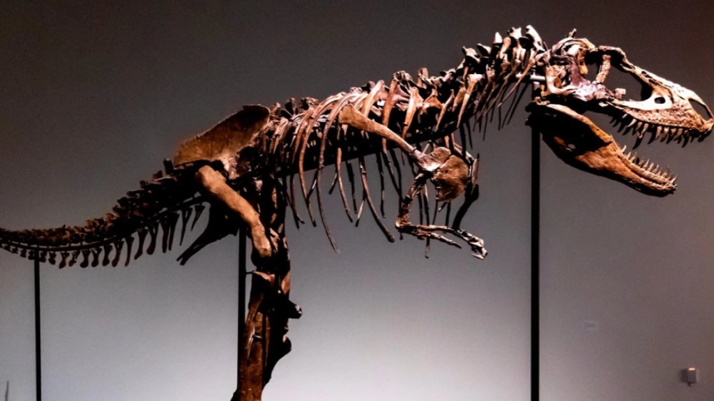Σκελετός δεινόσαυρου πουλήθηκε 6,1 εκατομμύρια δολάρια σε δημοπρασία στις ΗΠΑ