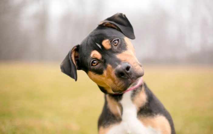 Το γνωρίζατε; – Γιατί τα σκυλιά γυρίζουν το κεφάλι τους στο πλάι όταν τους μιλάμε;