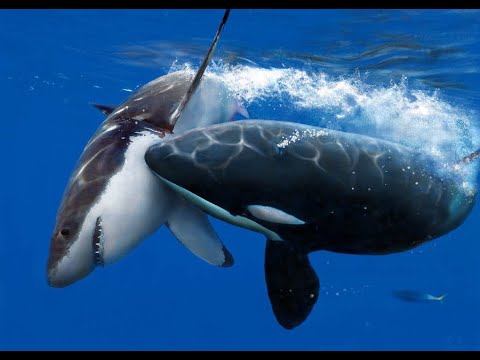Νότια Αφρική: Όρκες σκοτώνουν λευκό καρχαρία για το συκώτι του (βίντεο)
