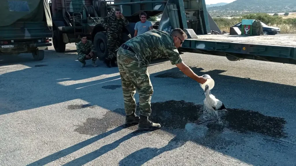 Λέσβος: Στρατιωτικός διέσωσε πελαργό που είχε καεί στα πόδια από τη φωτιά