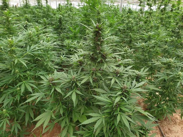 Ηλεία: Θρασύς 67χρονος καλλιεργούσε χασισοφυτεία δίπλα στα γραφεία της Αστυνομίας!