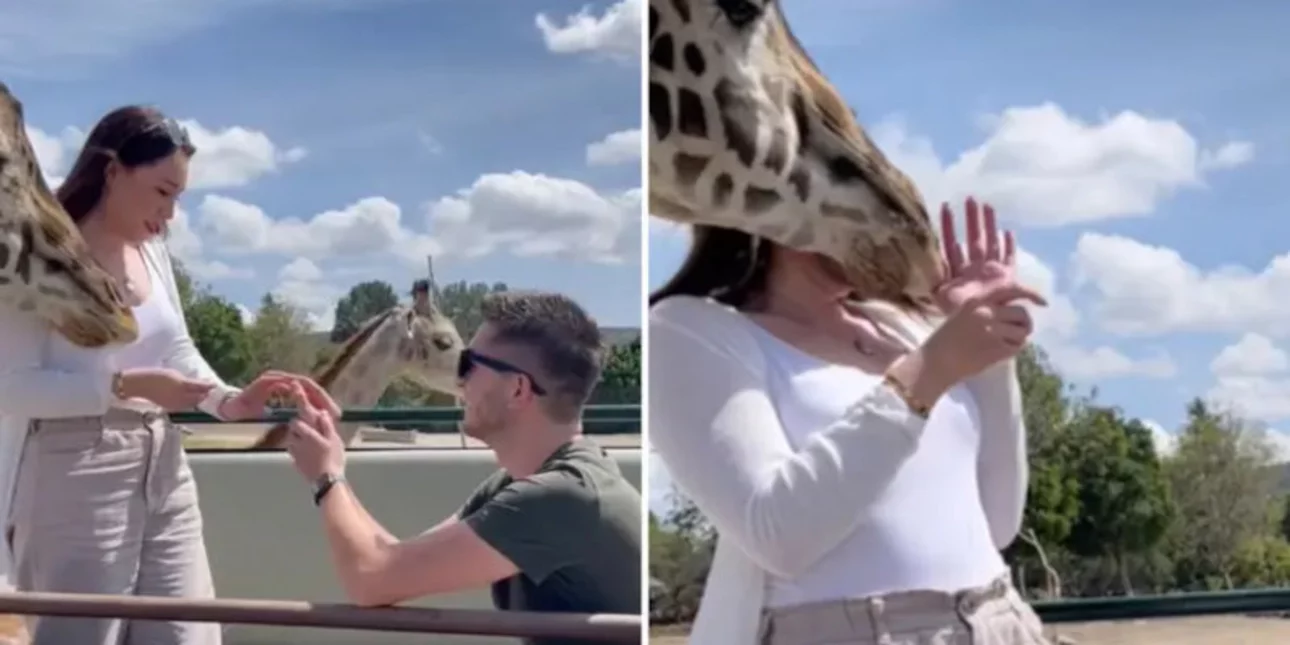 Καμηλοπάρδαλη «χάλασε» πρόταση γάμου σε πάρκο σαφάρι – Τραυματίστηκε η γυναίκα (βίντεο)