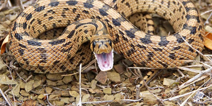 Τροχαίο στη Λάρισα: Φίδι μπήκε σε αυτοκίνητο και τσίμπησε τον οδηγό