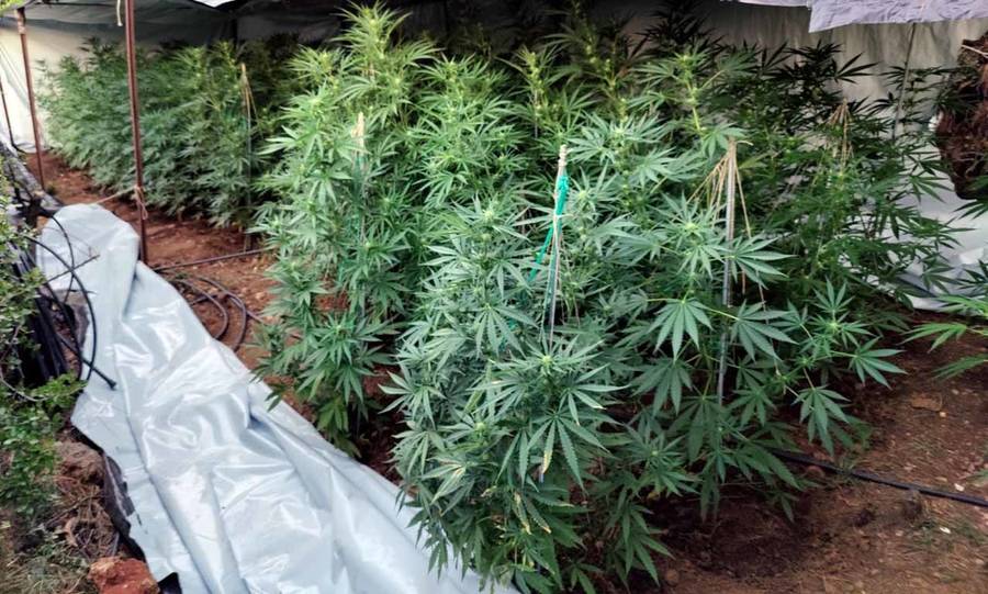 Διπλή φυτεία με 71 χασισόδεντρα εντοπίστηκε στην Πρέβεζα