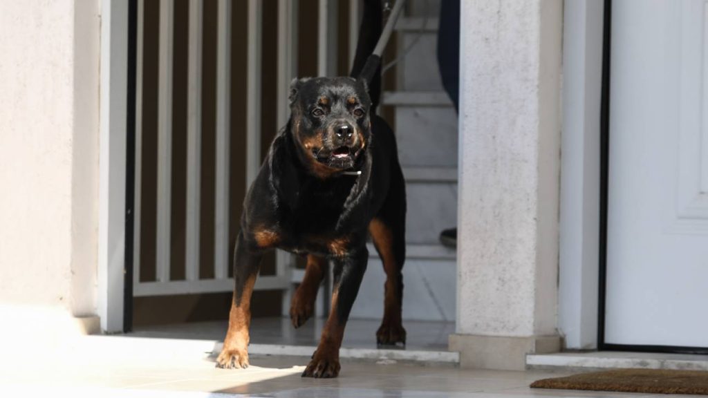 Εύβοια: Σε ΜΕΘ νοσηλεύεται ο 6χρονος που δέχθηκε επίθεση από ροτβάιλερ